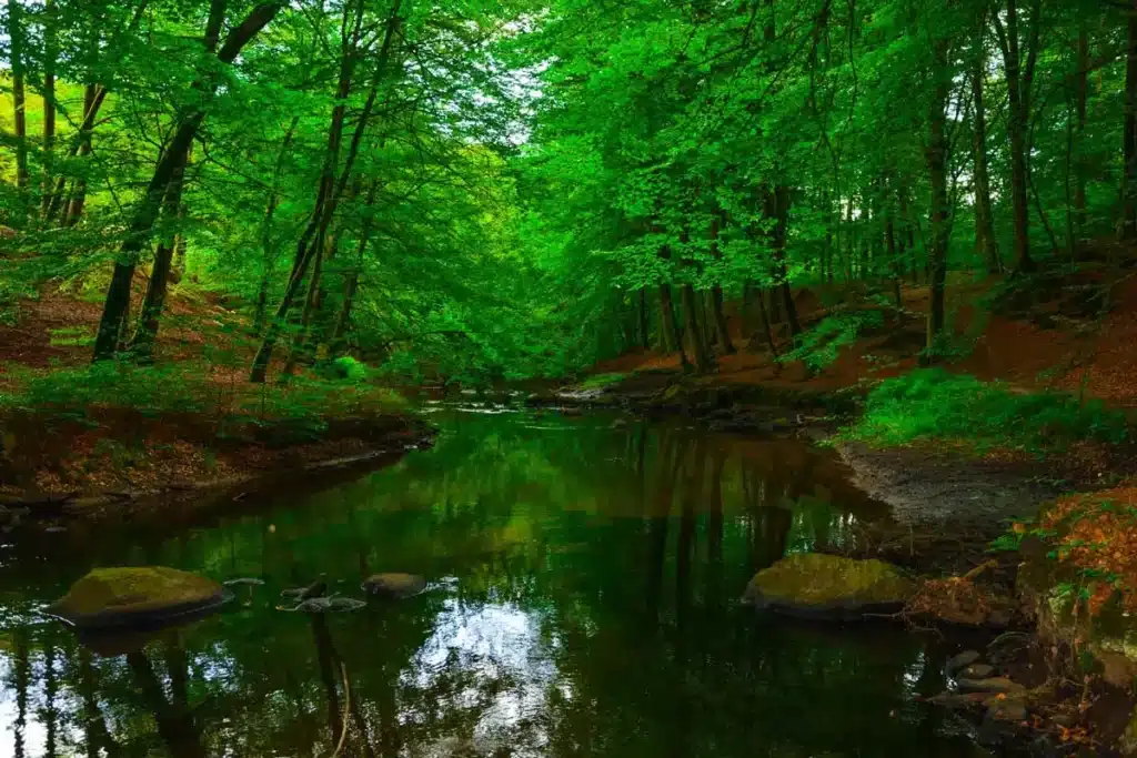 Sæbygaard Skov i Nordjylland