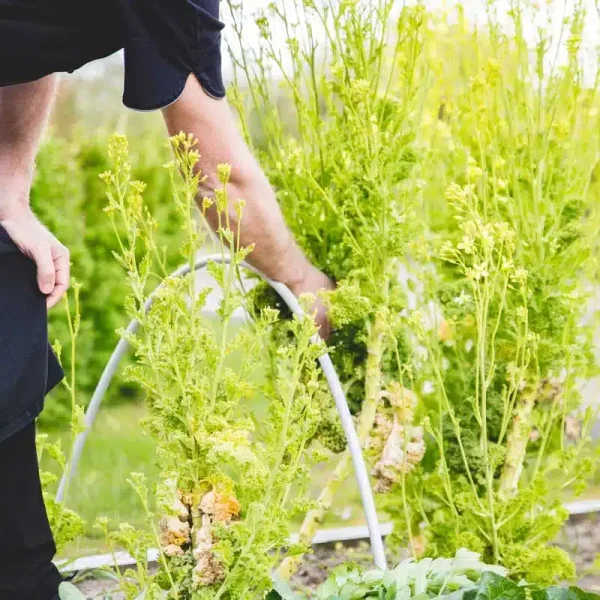 Hotel Viking's egen køkkenhave