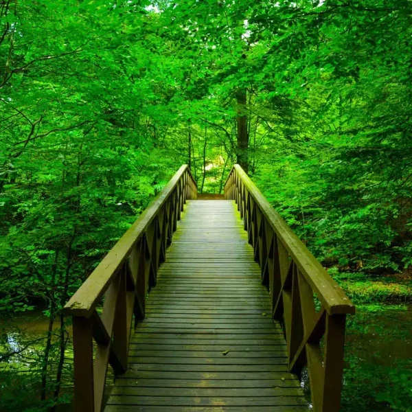 Bro i Sæbygaard Skov i Nordjylland