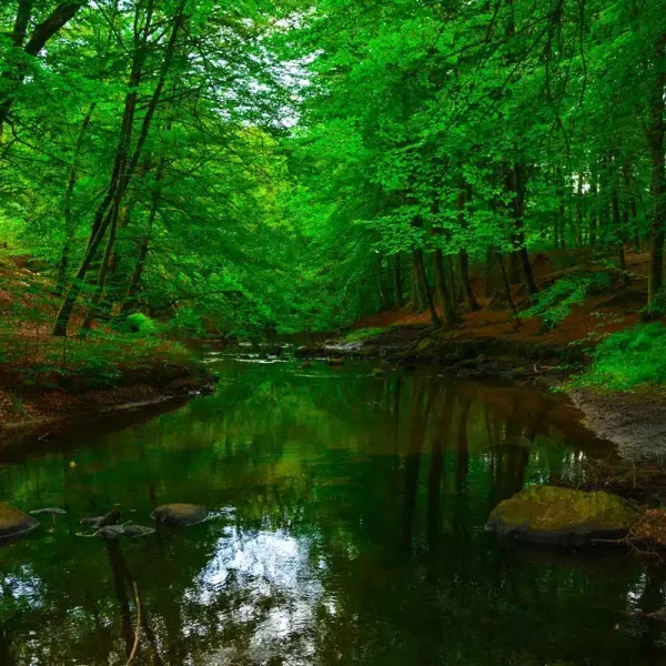 Sæbygaard Skov i Nordjylland